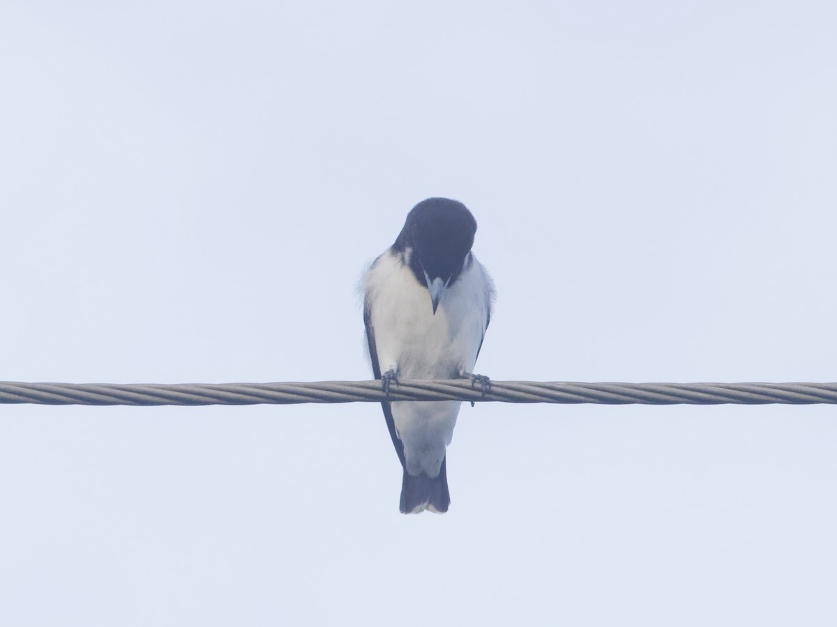 Fiji Woodswallow - ML619271575