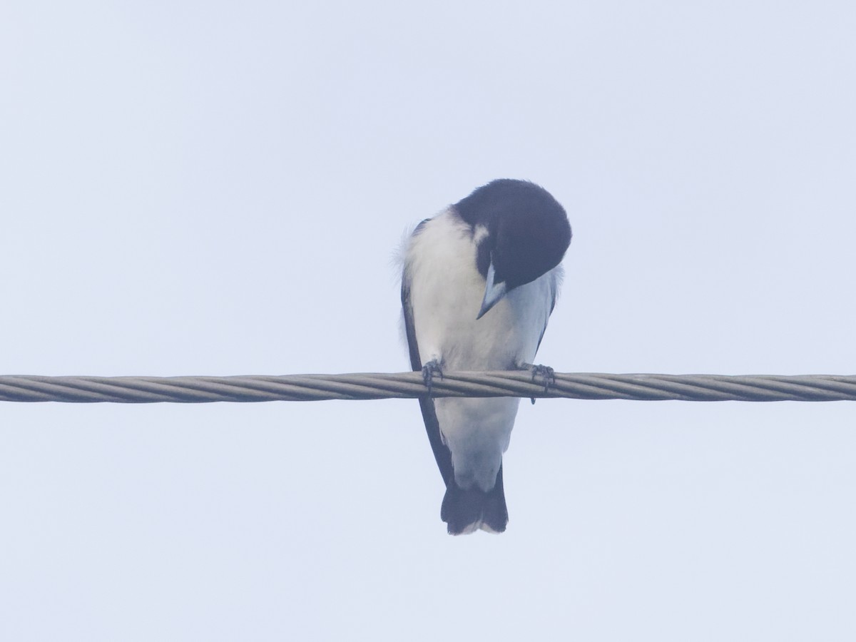 Fiji Woodswallow - ML619271579
