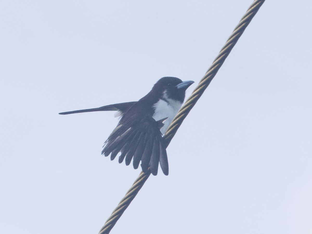Fiji Woodswallow - ML619271583