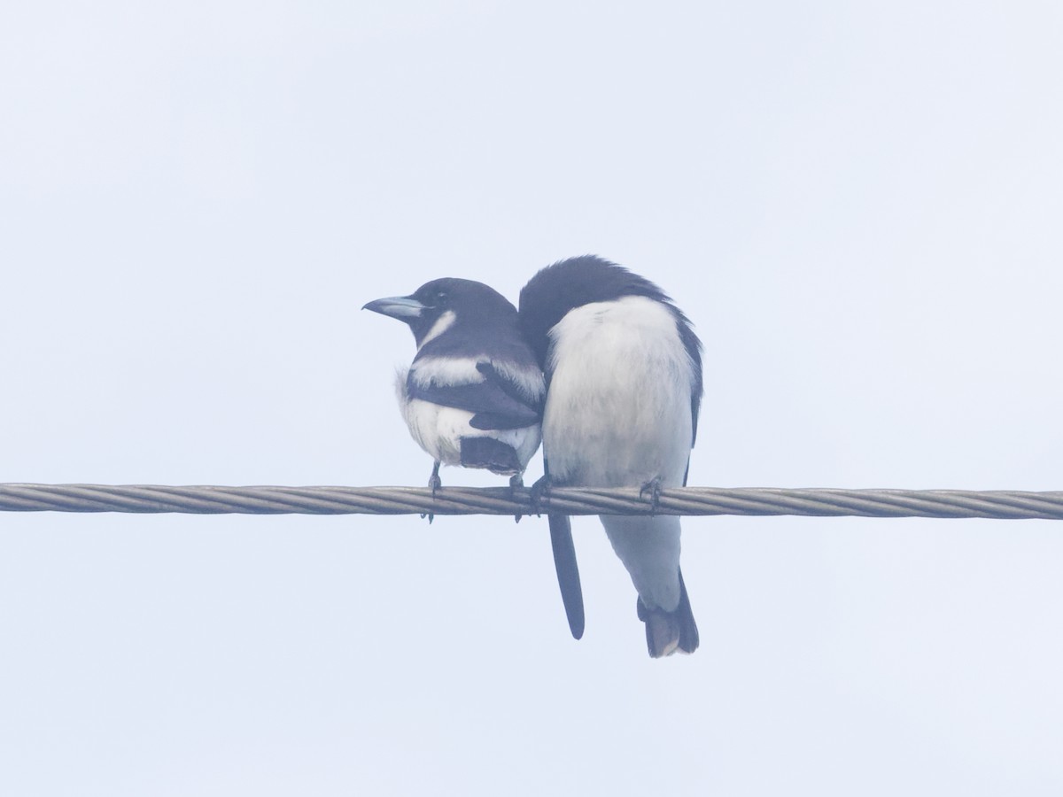 Fiji Woodswallow - ML619271585