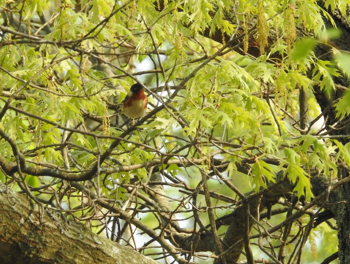 Bay-breasted Warbler - ML619271673