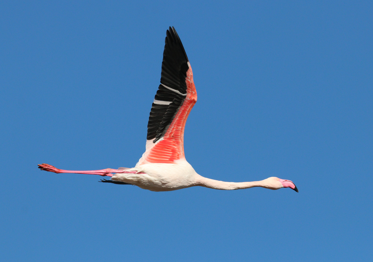 Greater Flamingo - ML619271710