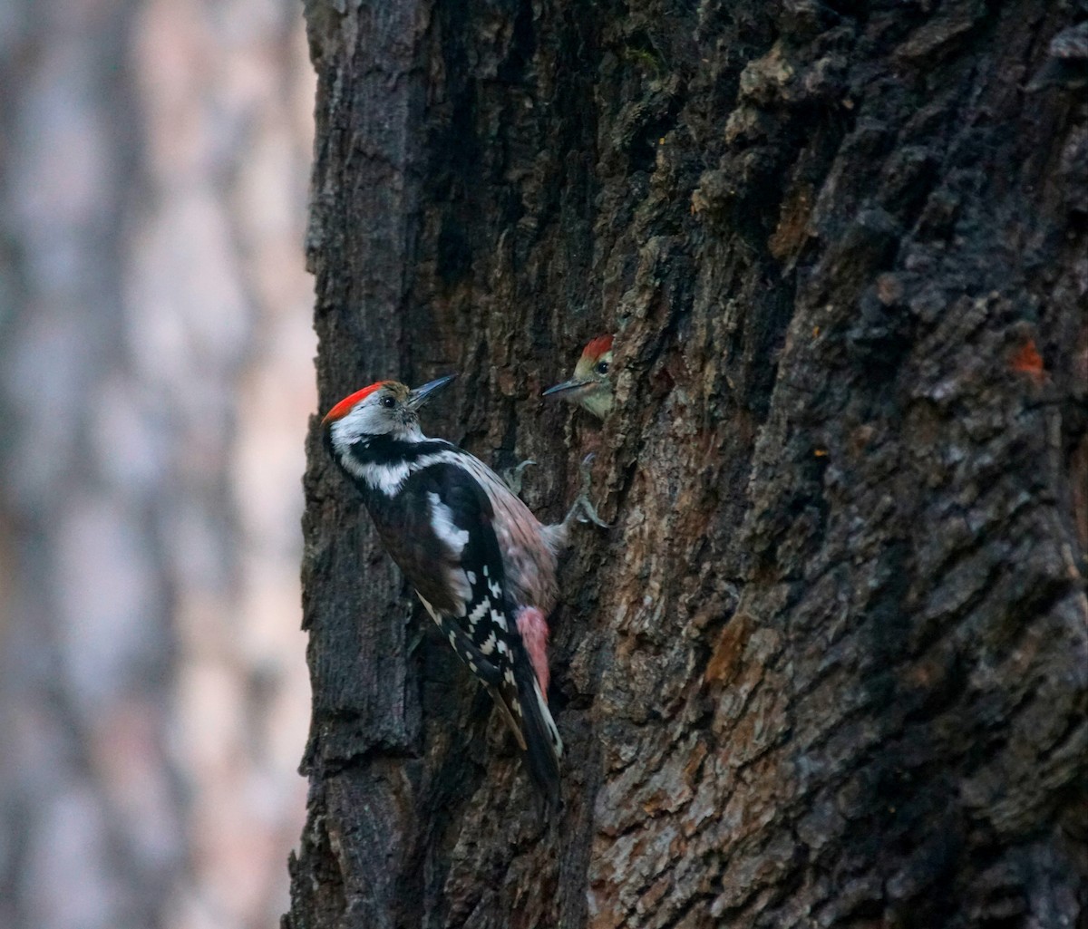 Middle Spotted Woodpecker - ML619271755
