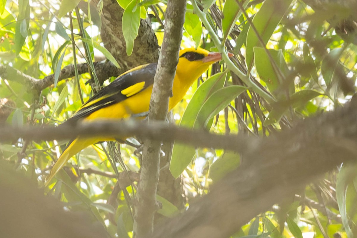 Indian Golden Oriole - ML619271786