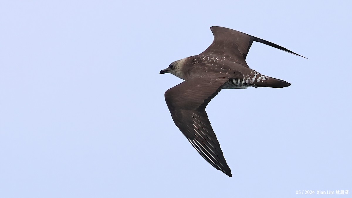 Long-tailed Jaeger - ML619271802