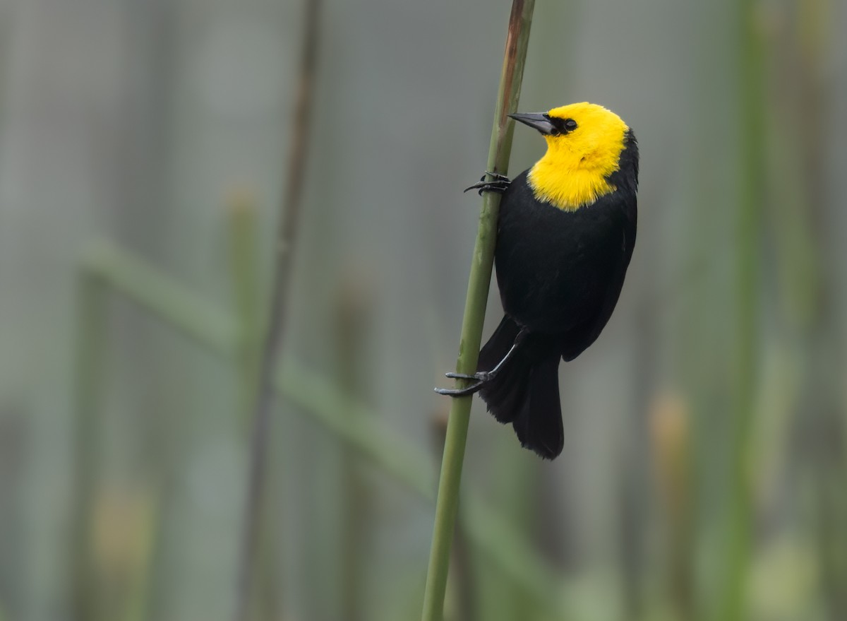 Yellow-hooded Blackbird - ML619271814