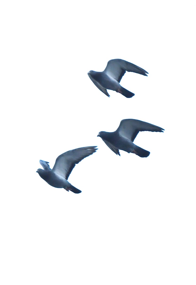 Rock Pigeon (Feral Pigeon) - ML619271826