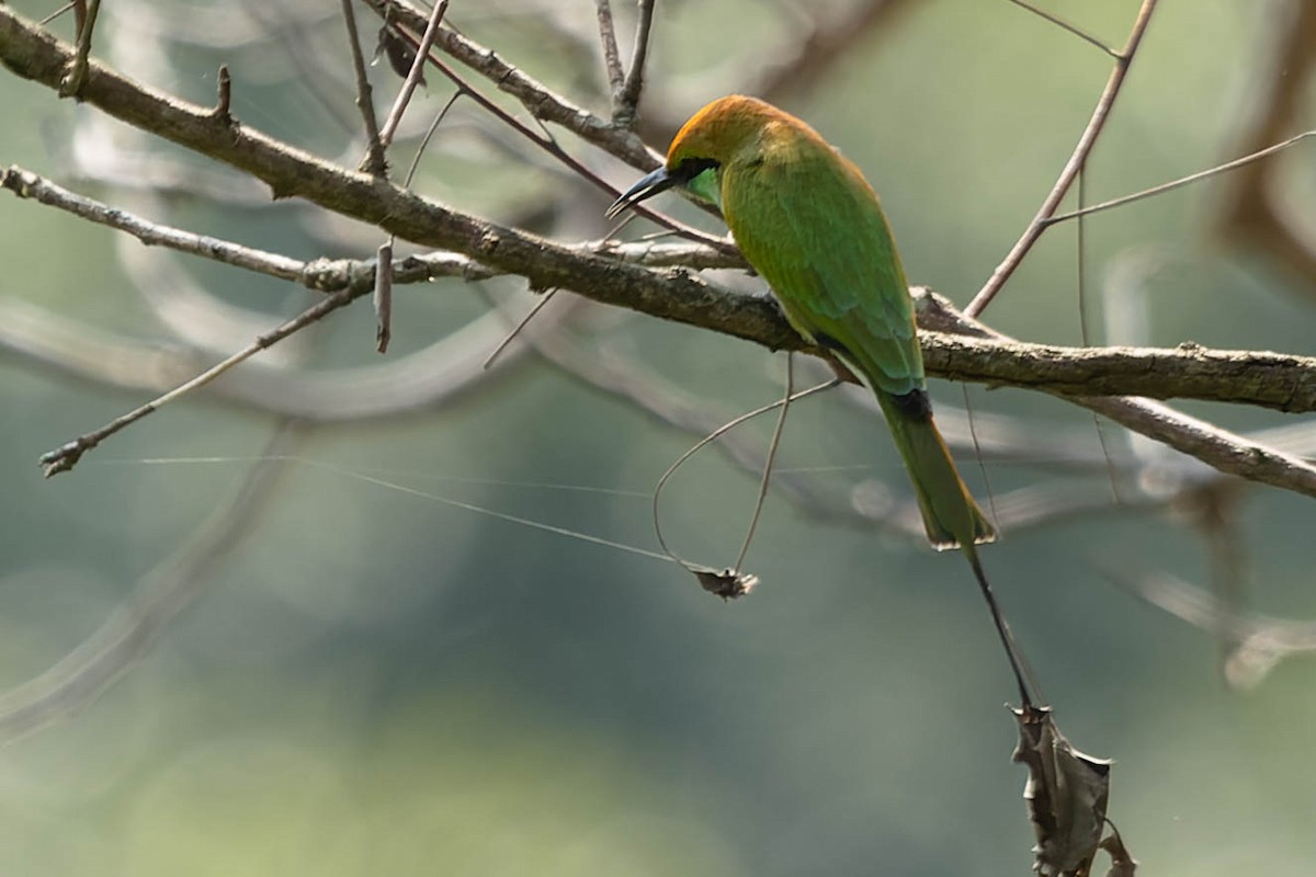 Asian Green Bee-eater - ML619271843