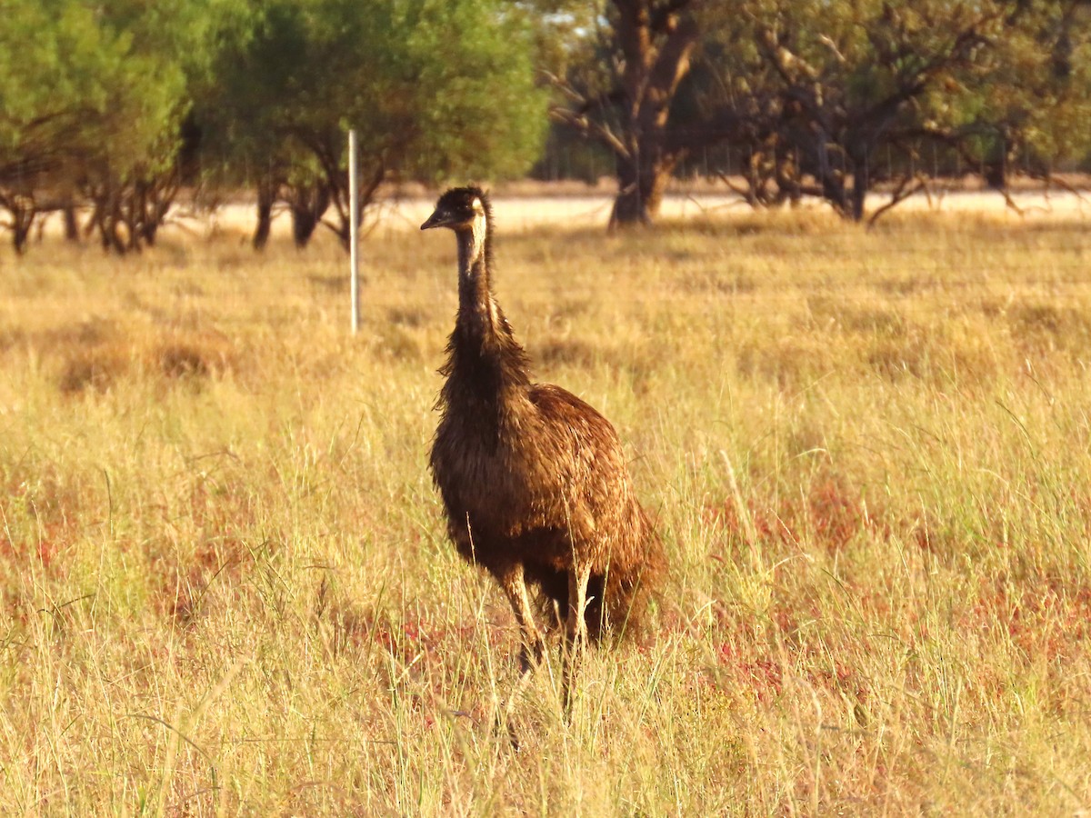 emu hnědý - ML619271876