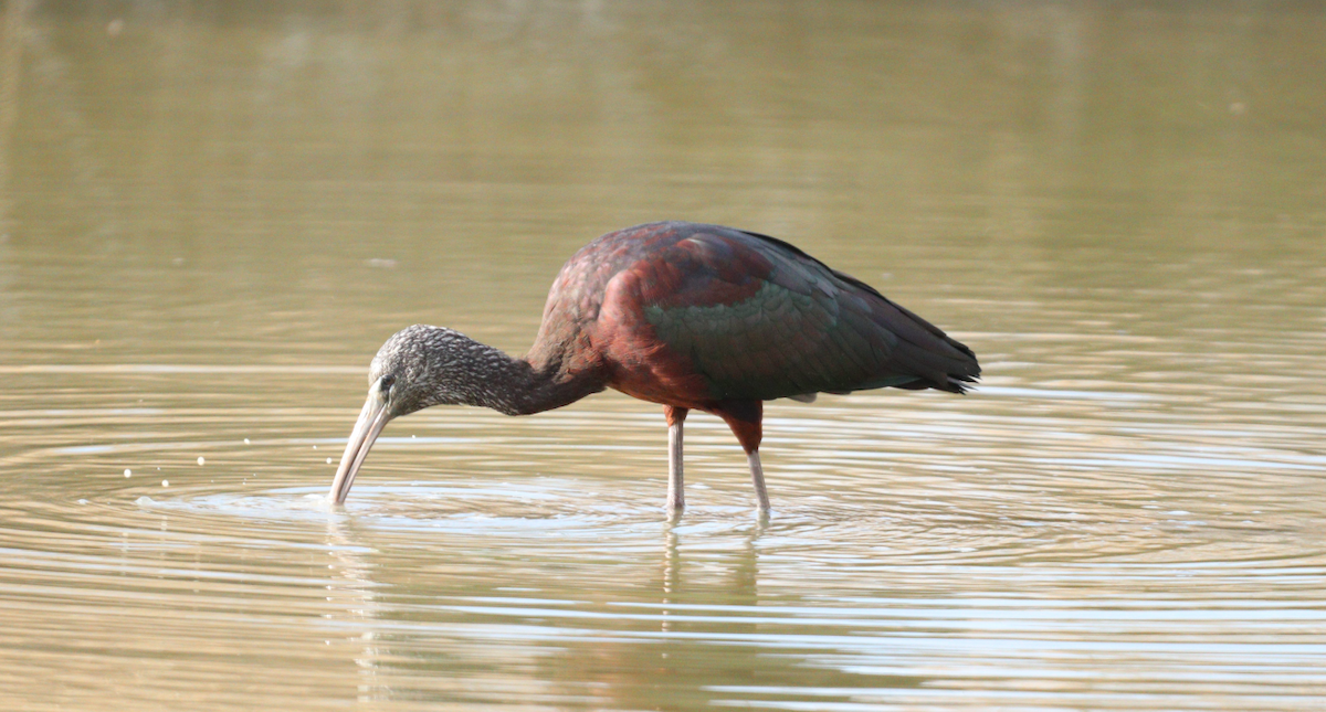ibis hnědý - ML619271925