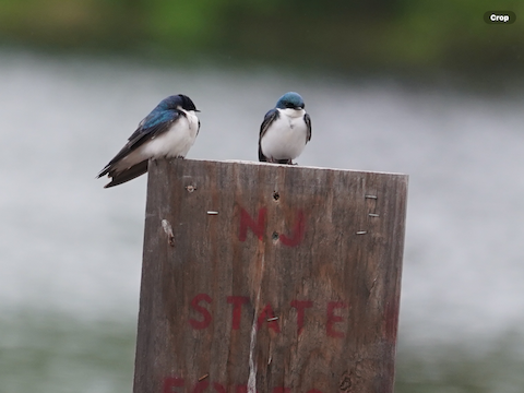 Tree Swallow - Calvin Rees