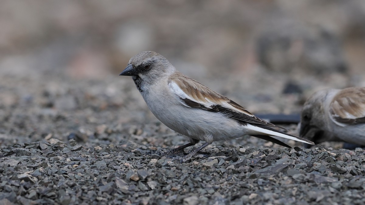 White-winged Snowfinch - ML619271998
