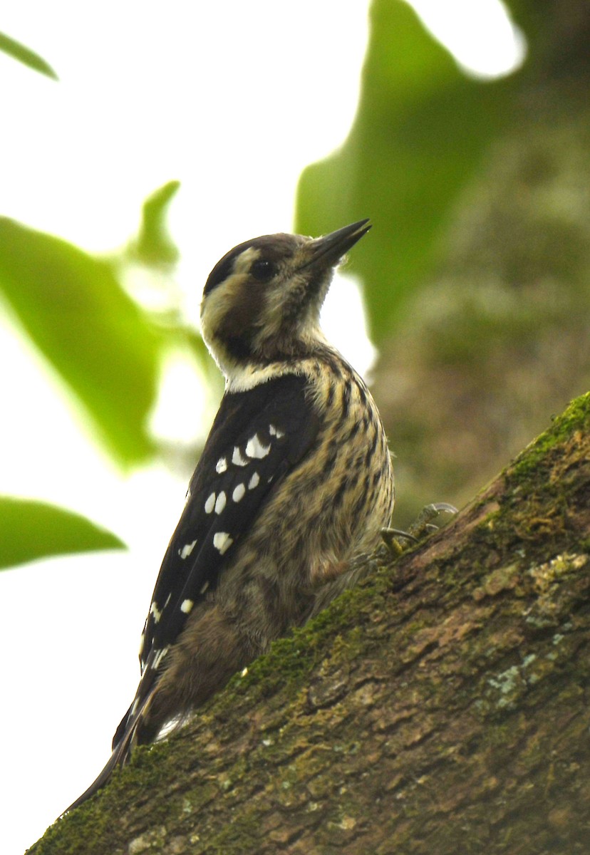 Gray-capped Pygmy Woodpecker - ML619272003