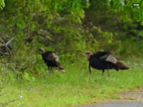 Wild Turkey - Calvin Rees