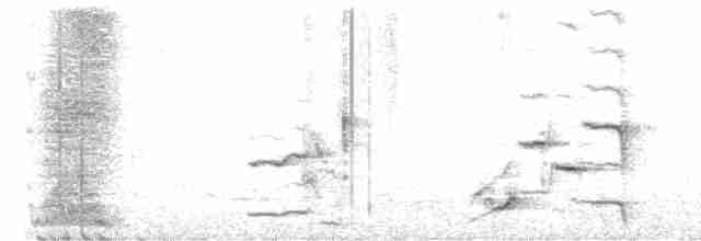 Méliphage carillonneur - ML619272035