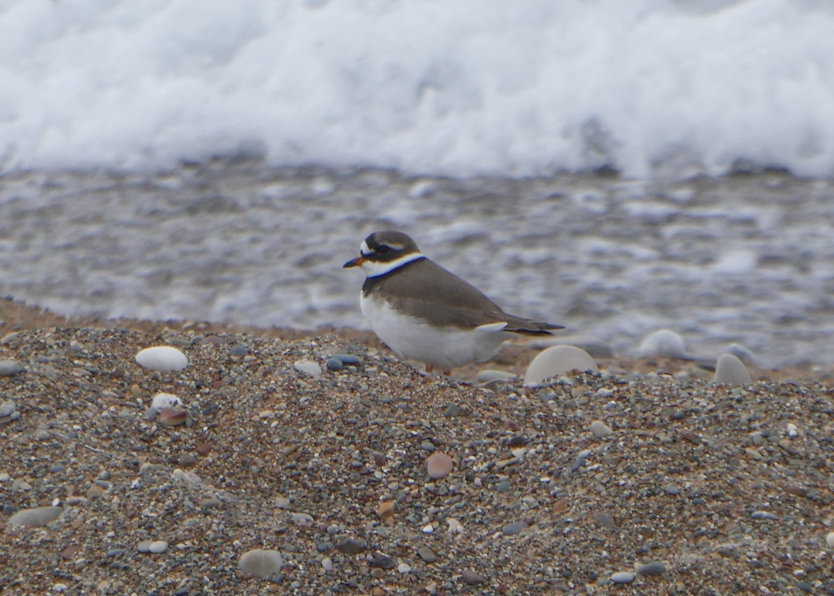 Common Ringed Plover - ML619272114