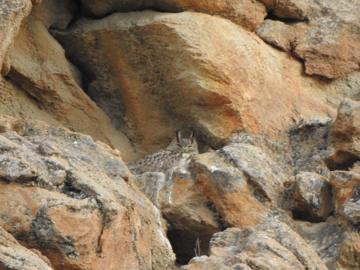 Eurasian Eagle-Owl - ML619272115