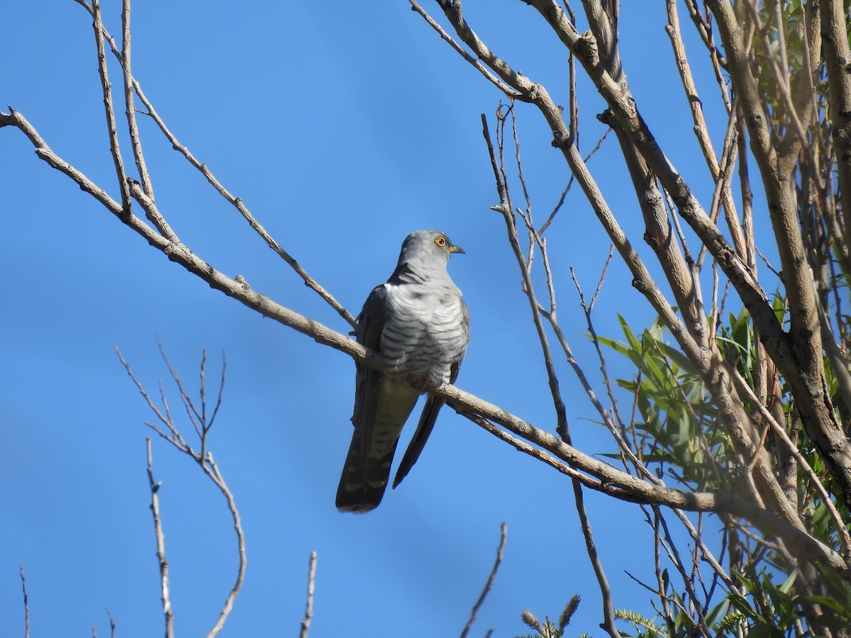 Common Cuckoo - ML619272134