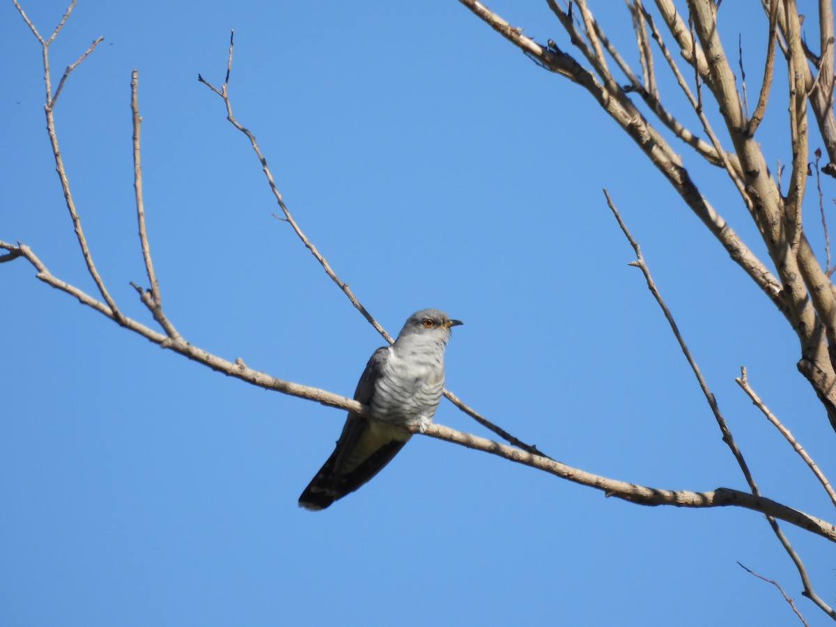 Common Cuckoo - ML619272135