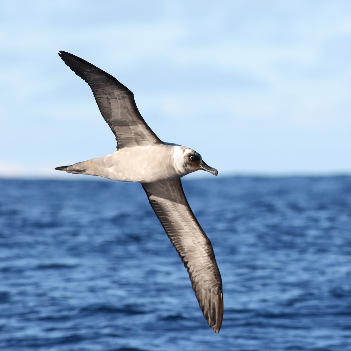 Albatros fuligineux - ML619272141