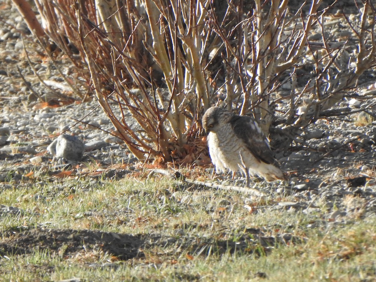 Eurasian Sparrowhawk - ML619272179