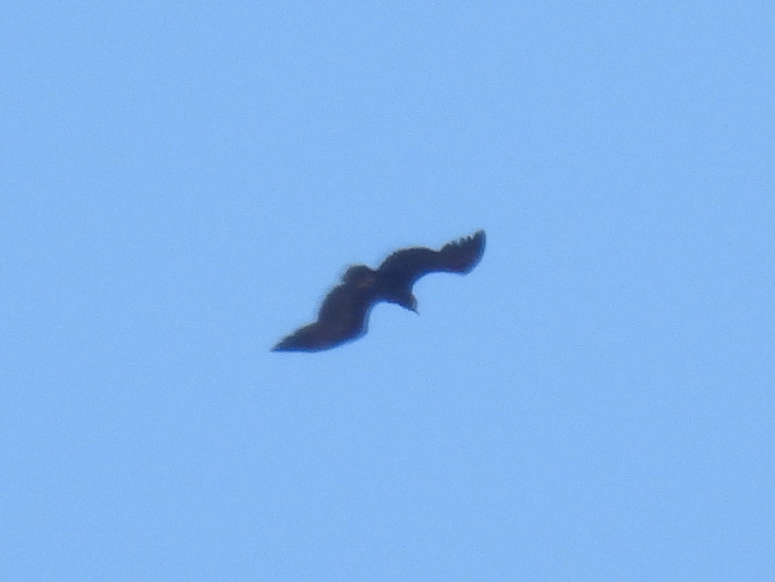 Cinereous Vulture - ML619272181