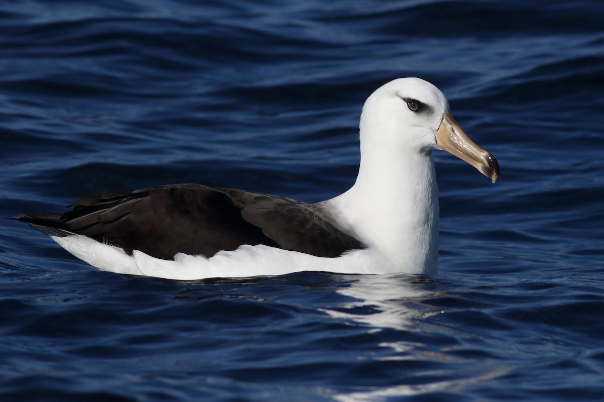 albatros černobrvý (ssp. impavida) - ML619272257