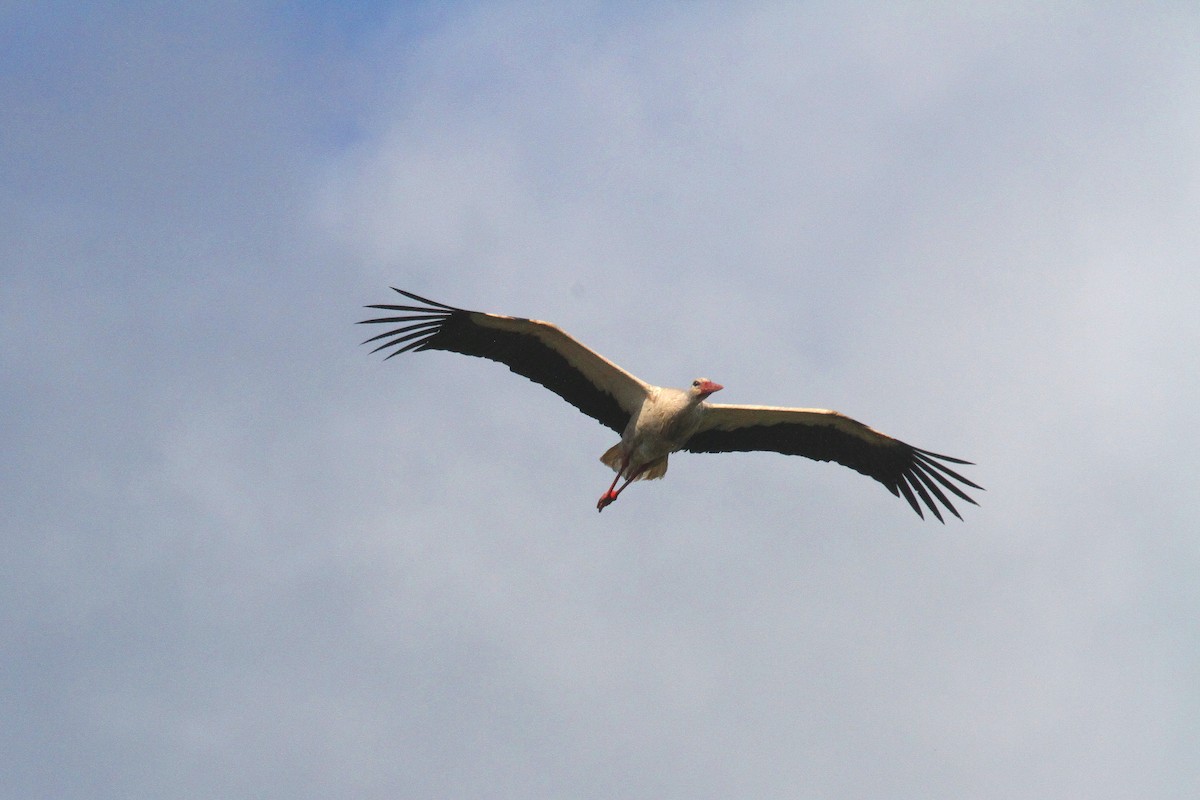 White Stork - ML619272283