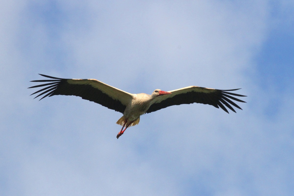 White Stork - ML619272284