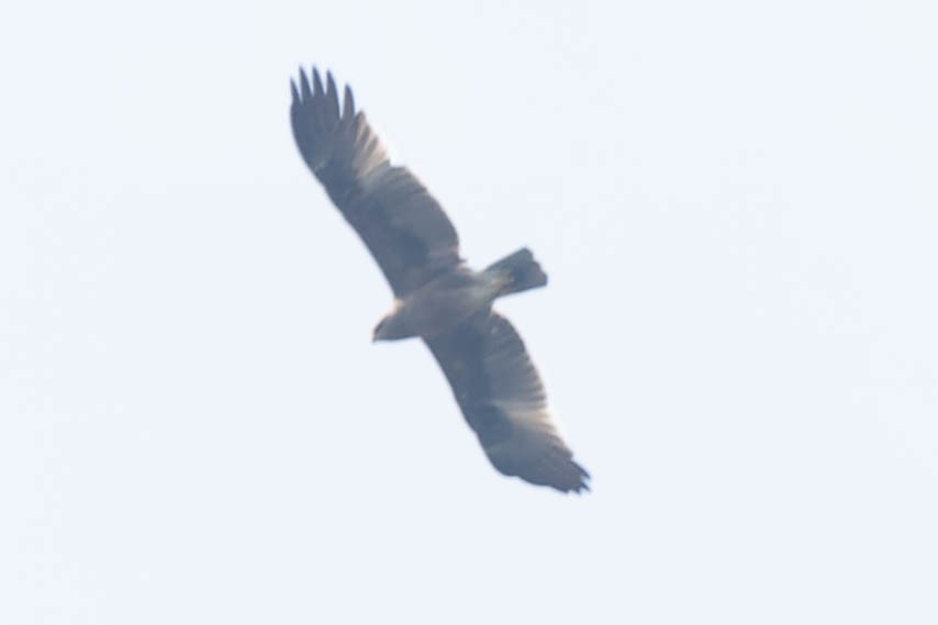 Indian Spotted Eagle - ML619272342