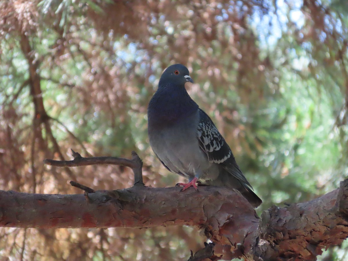 Rock Pigeon (Feral Pigeon) - ML619272390