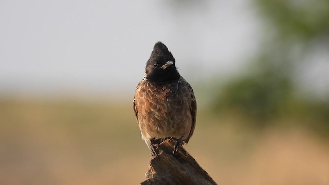 Red-vented Bulbul - ML619272392