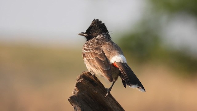 Red-vented Bulbul - ML619272393