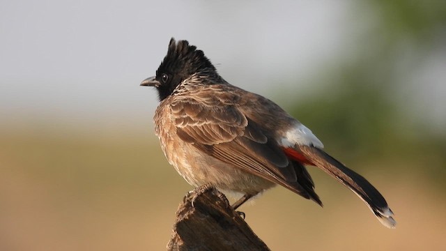 Red-vented Bulbul - ML619272398