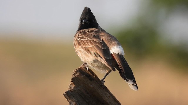 Red-vented Bulbul - ML619272402