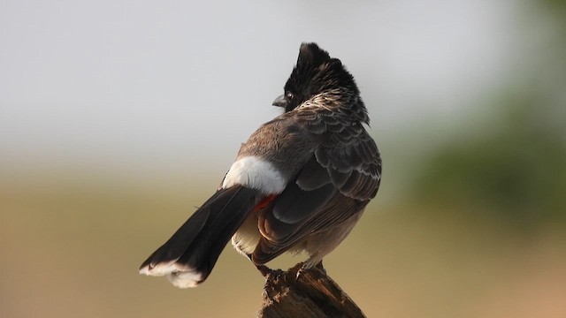 Red-vented Bulbul - ML619272405