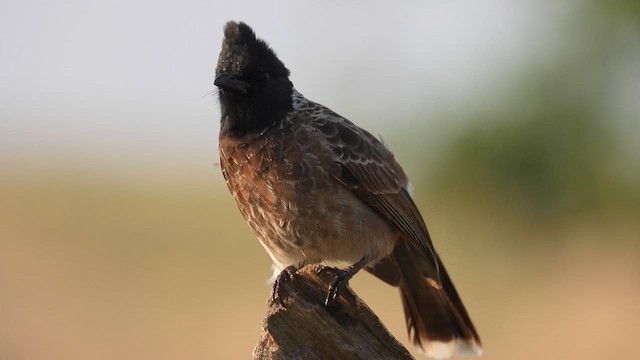 Red-vented Bulbul - ML619272409