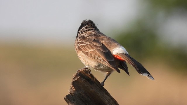 Red-vented Bulbul - ML619272415