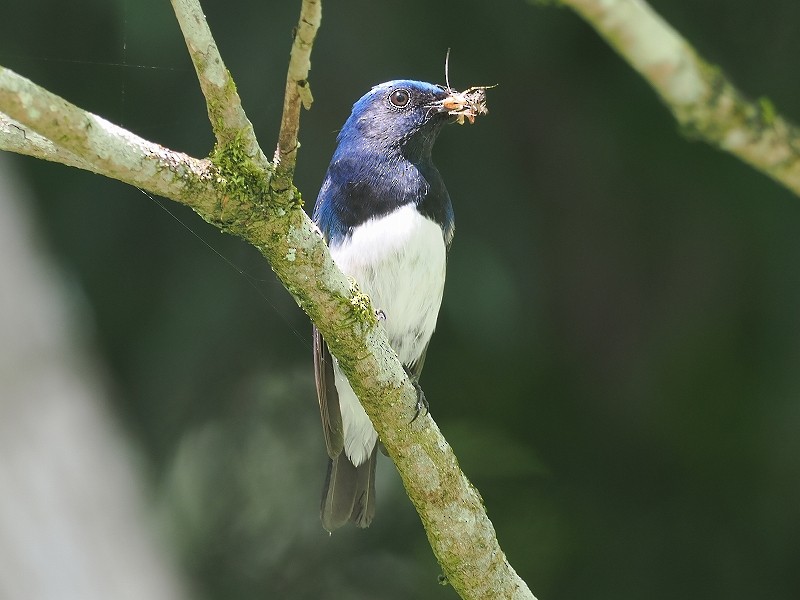 Blue-and-white Flycatcher - ML619272422