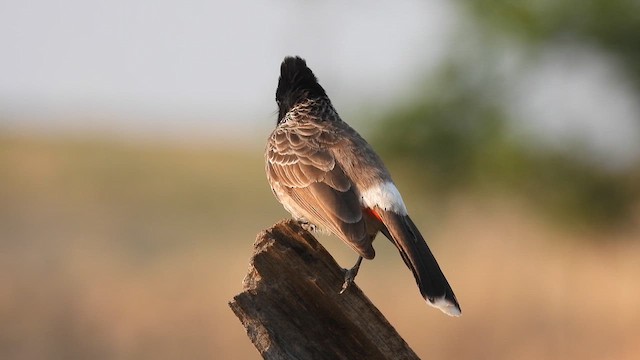 Red-vented Bulbul - ML619272428