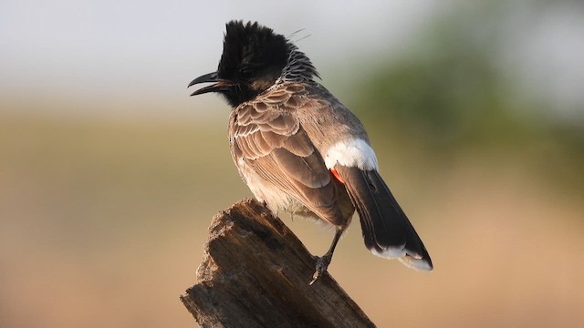 Red-vented Bulbul - ML619272433