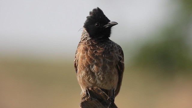 Red-vented Bulbul - ML619272434