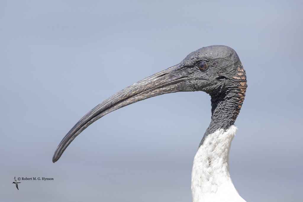 ibis australský - ML619272446