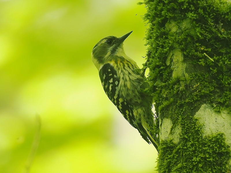 Japanese Pygmy Woodpecker - ML619272492