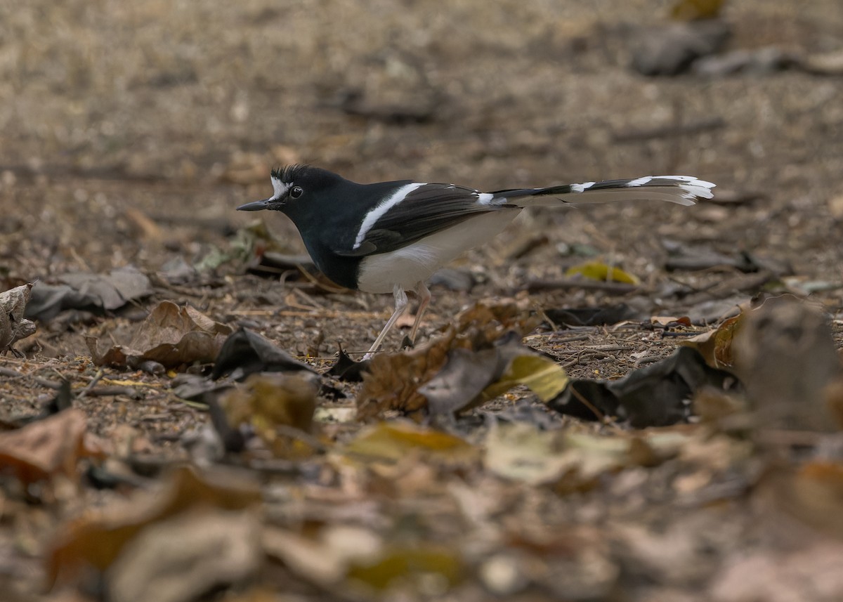 White-crowned Forktail - ML619272516