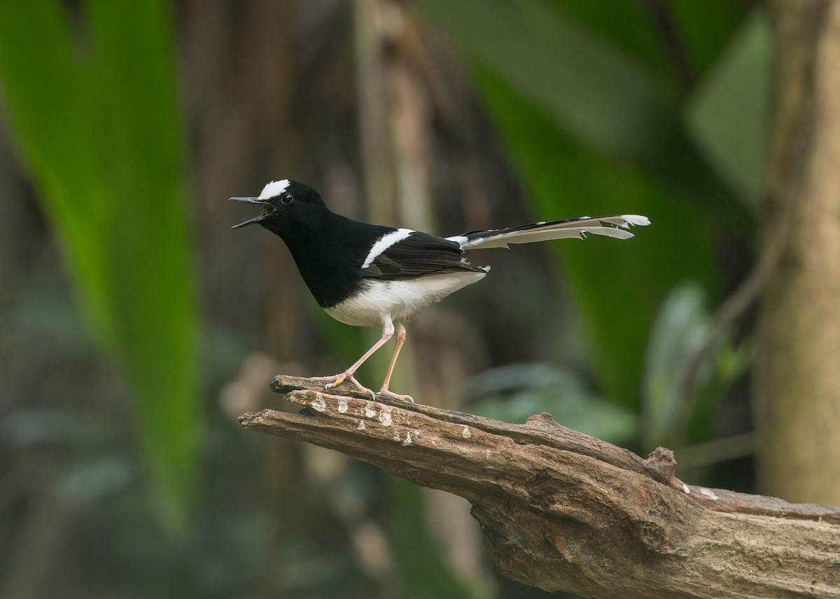 White-crowned Forktail - ML619272517