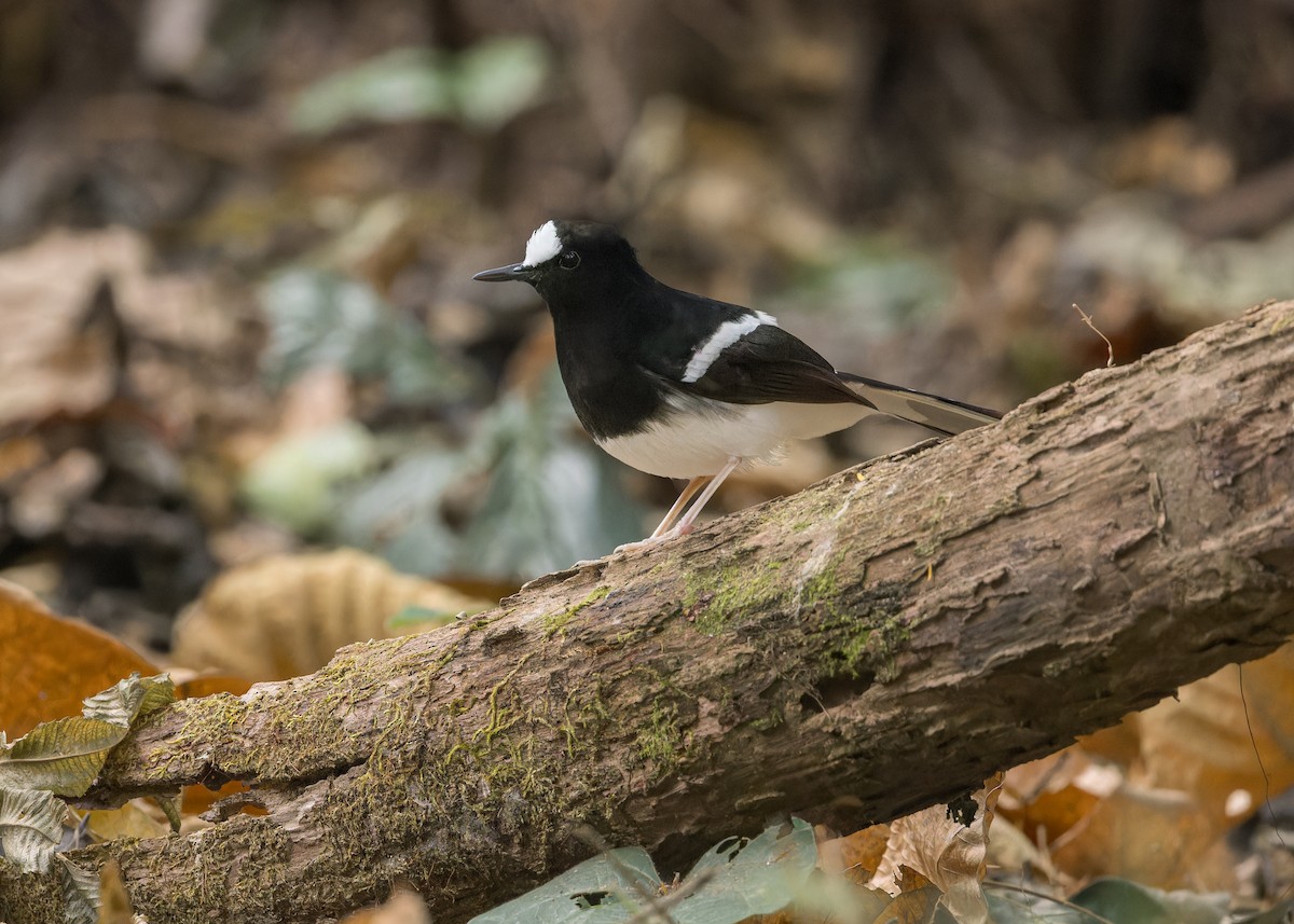 White-crowned Forktail - ML619272518