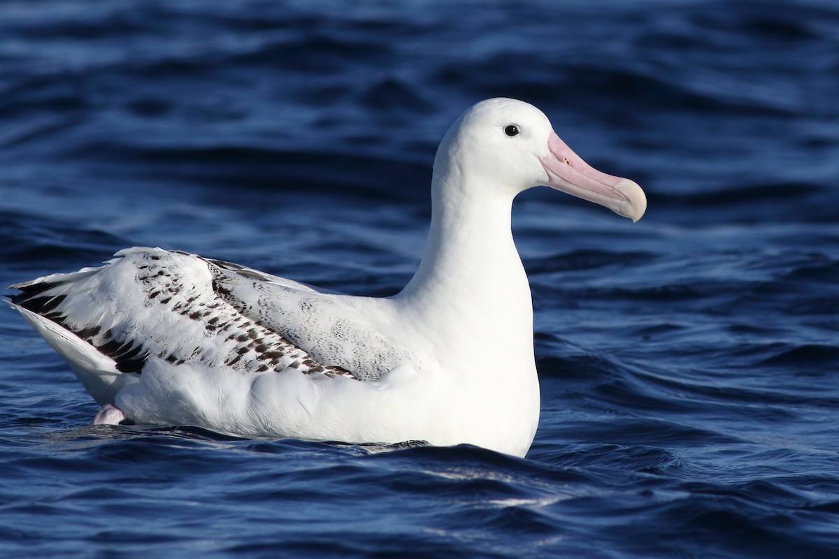 albatros stěhovavý - ML619272533