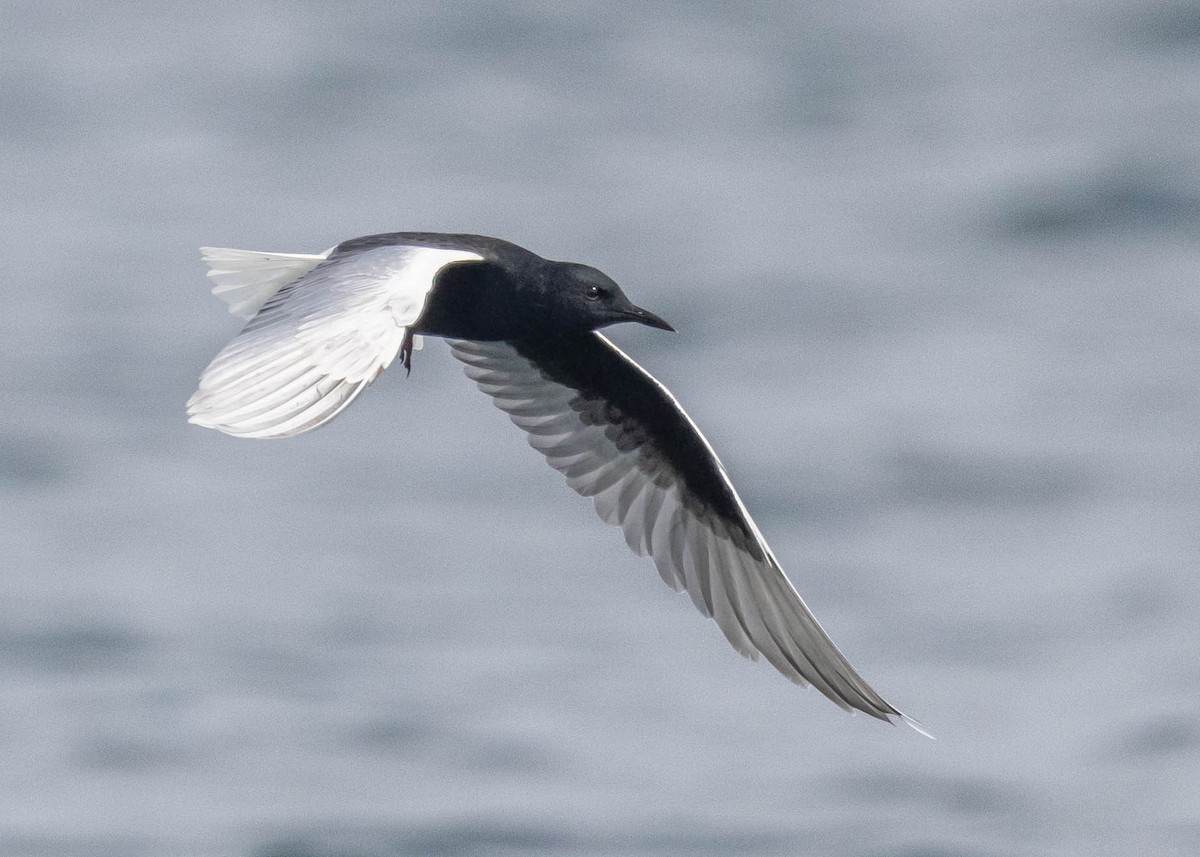 White-winged Tern - ML619272538