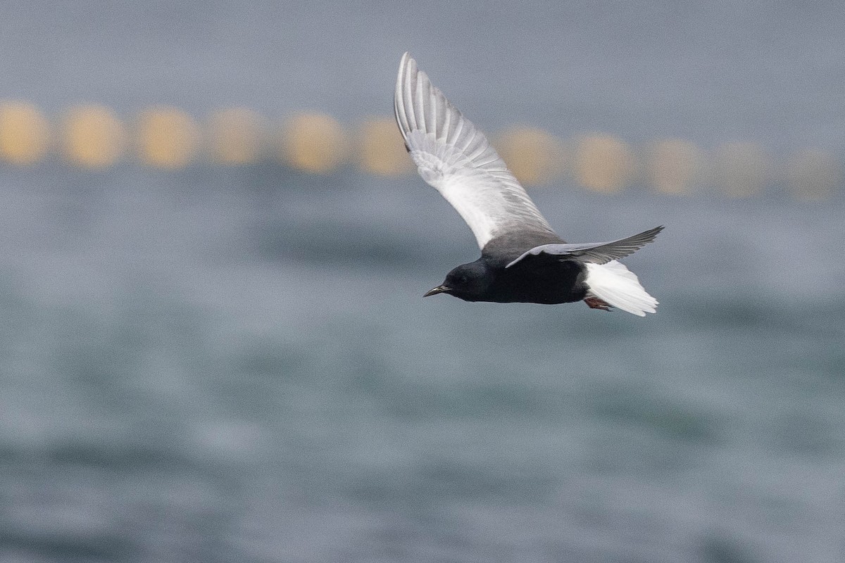 White-winged Tern - ML619272539